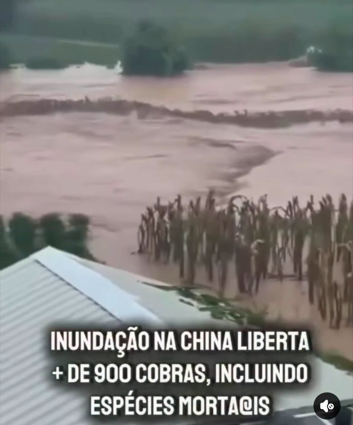 CHINA 🔴 Serpentes Peçonhentas