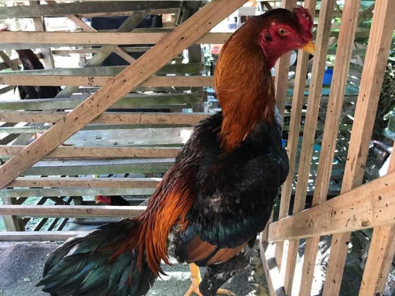 Marau RS/ Rinha de Galo é flagrada e interrompida pela polícia..